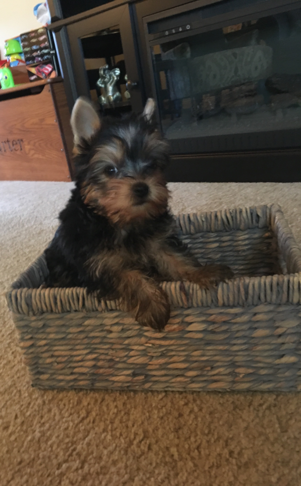 Yorkshire Terrier Being Cute