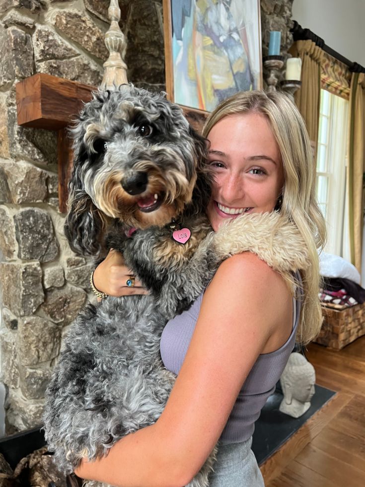 Mini Bernedoodle Being Cute