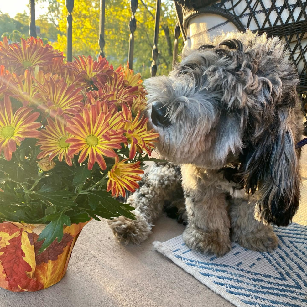 Small Mini Sheepadoodle Pup