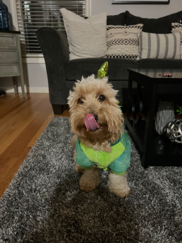 Mini Goldendoodle Being Cute