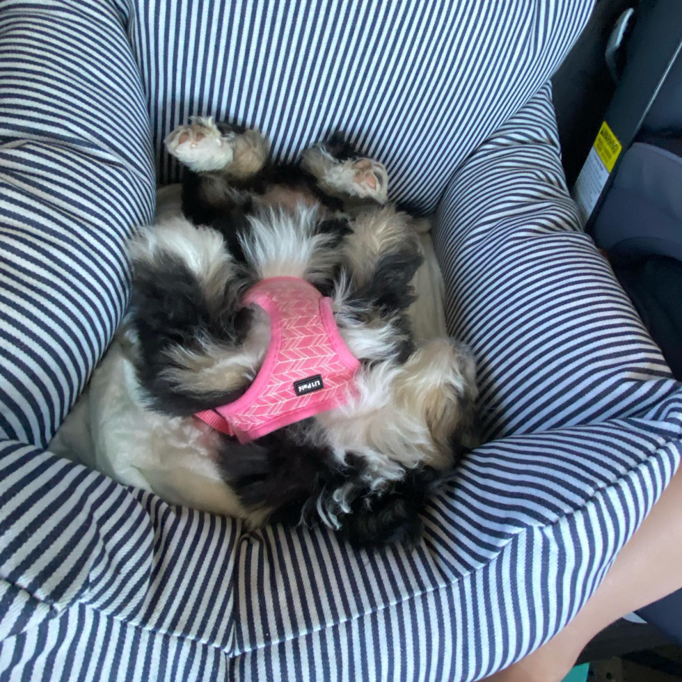 Happy Mini Aussiedoodle Pup in Pinckney MI