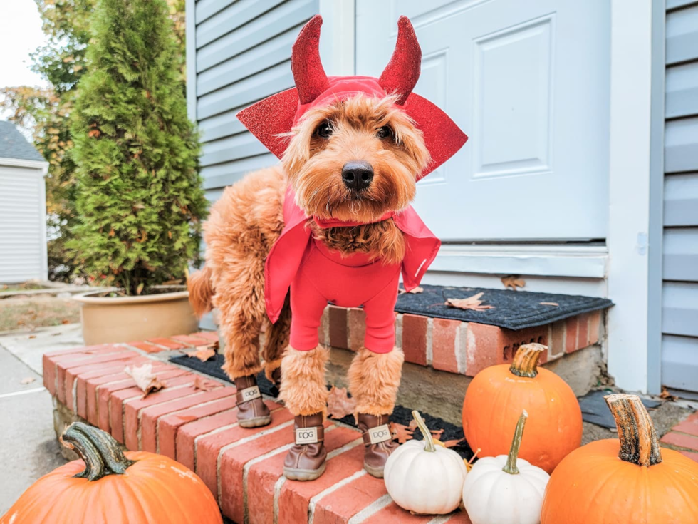 Friendly Mini Goldendoodle Pup