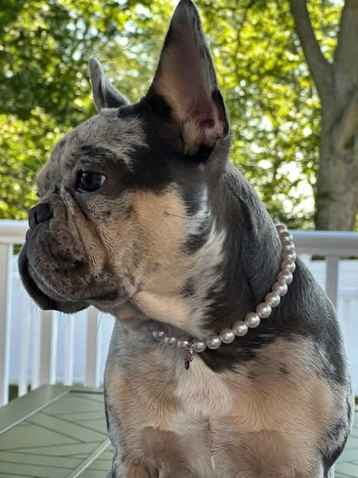 Small French Bulldog Purebred Pup