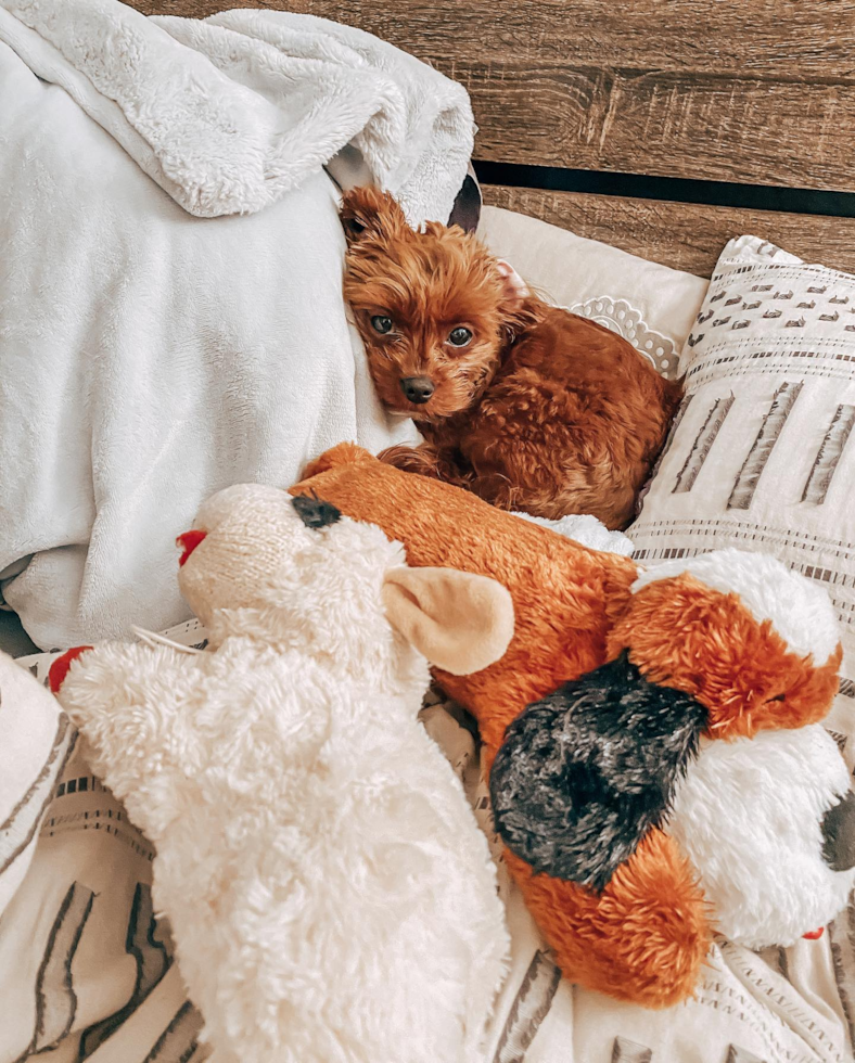 Sweet Cavapoo Pup