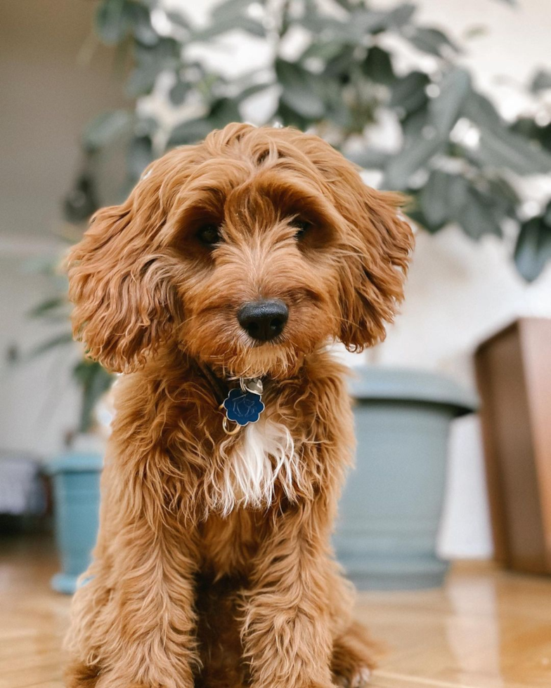 Petite Cavapoo Poodle Mix Pup