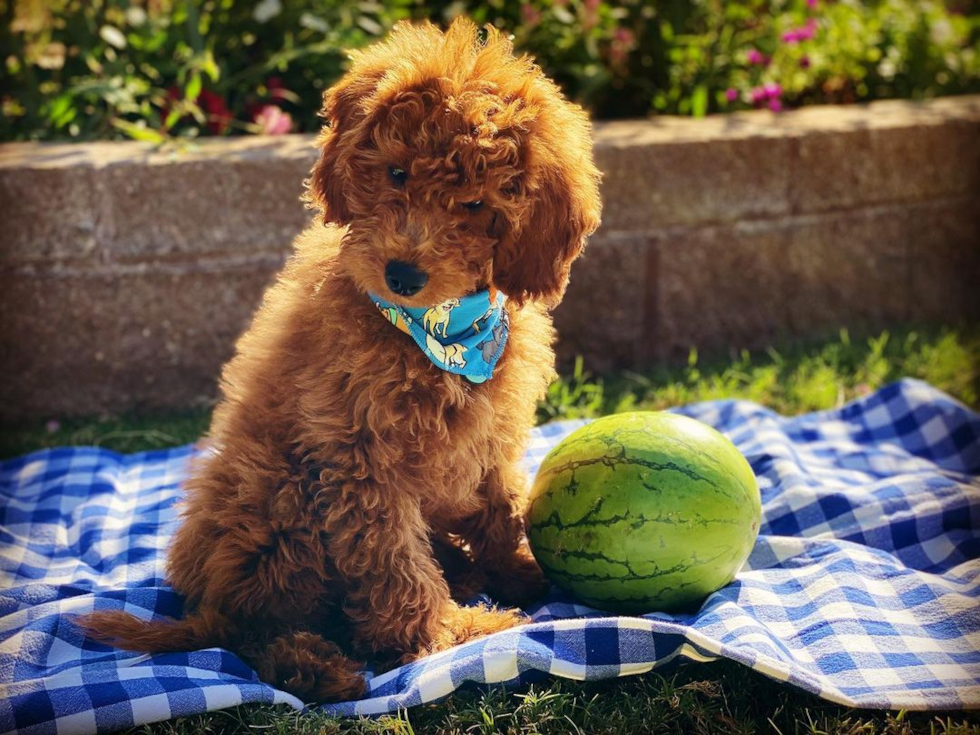 Mini Goldendoodle Being Cute