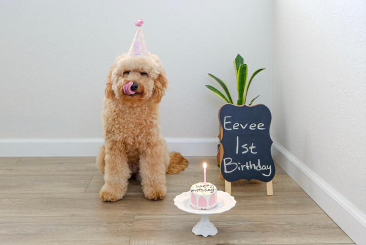 Mini Goldendoodle Pup Being Cute