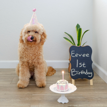 Playful Golden Retriever Poodle Mix Pup