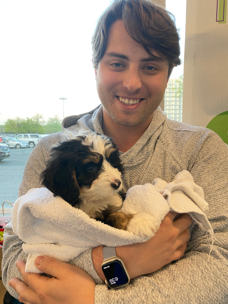 Mini Bernedoodle Being Cute