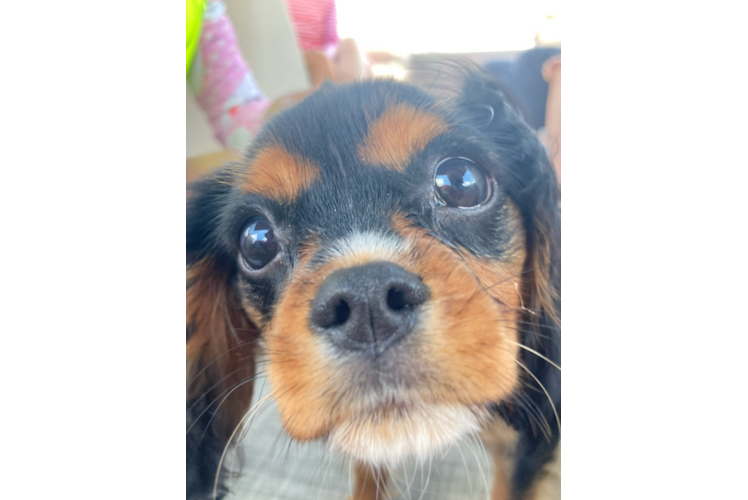 Cavalier King Charles Spaniel Puppy for Adoption