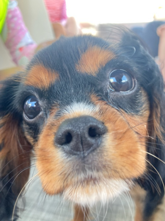 Cute Cavalier King Charles Spaniel Purebred Pup