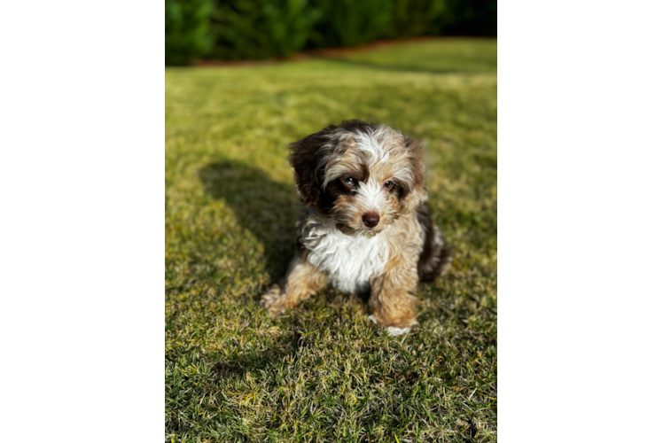 Friendly Mini Aussiedoodle Baby