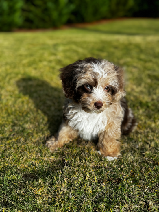 Mini Aussiedoodle Being Cute