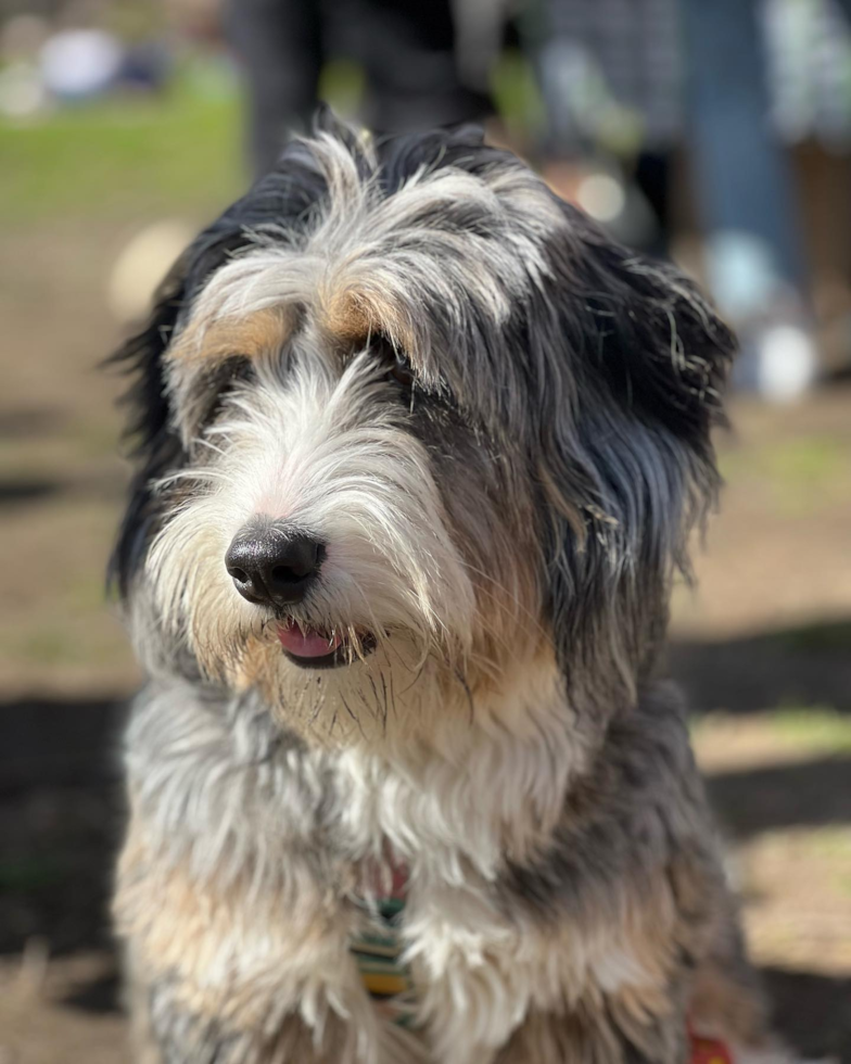 New York Mini Bernedoodle Pup