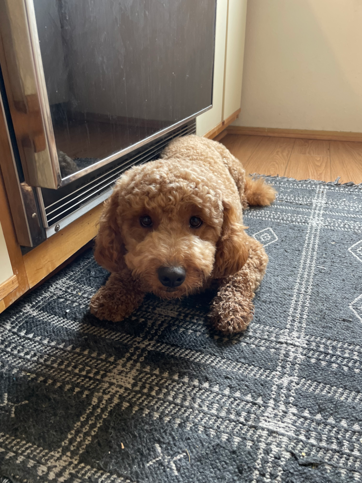 Playful Golden Retriever Poodle Mix Pup