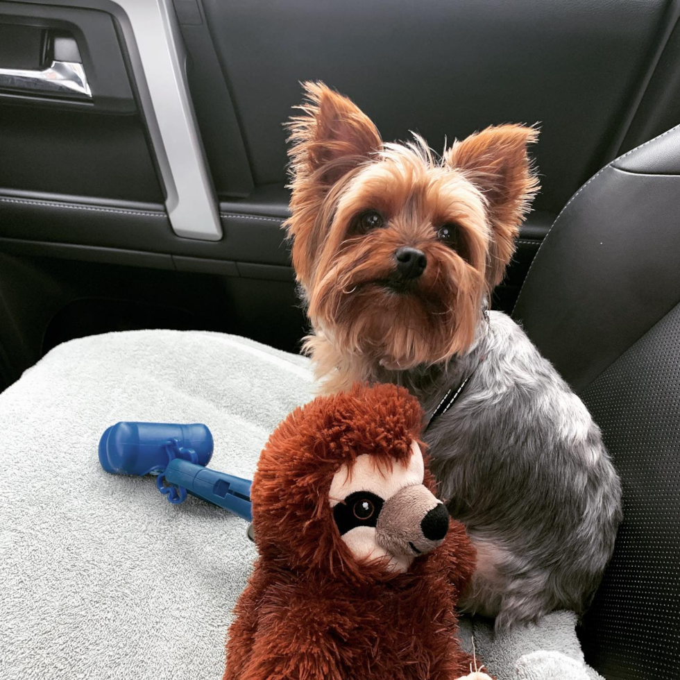 Friendly Cavapoo Pup in Morgantown WV