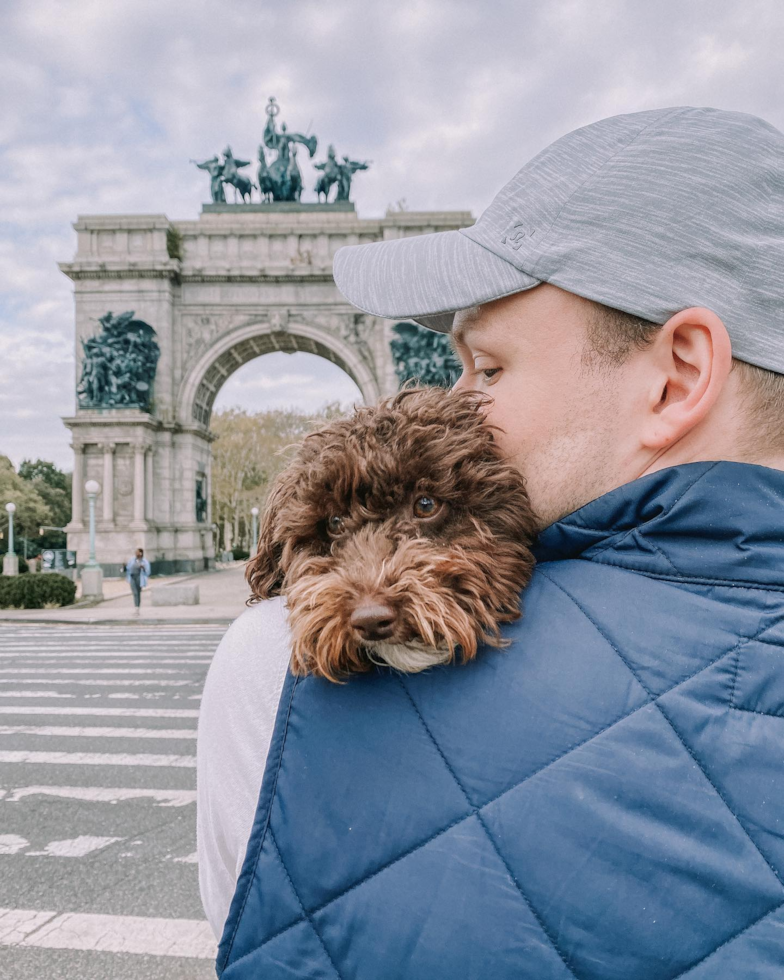 Happy Poodle Pup in Brooklyn NY