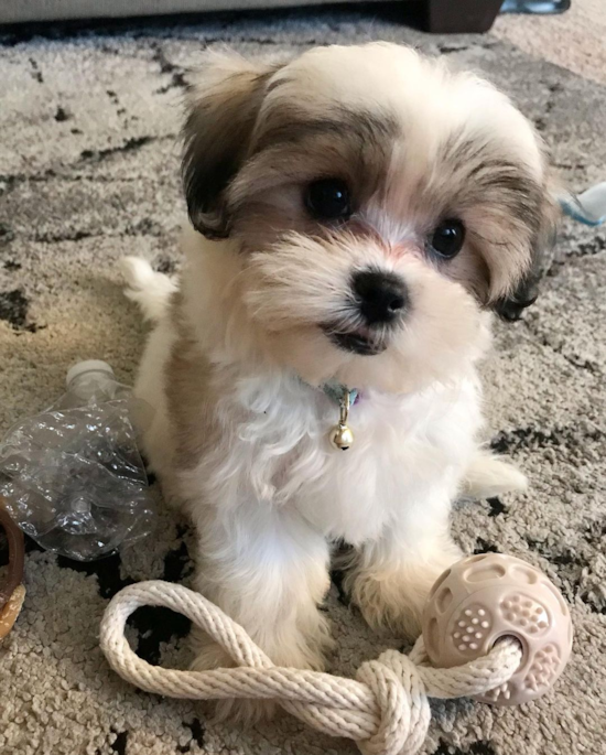 Fluffy Teddy Bear Designer Pup