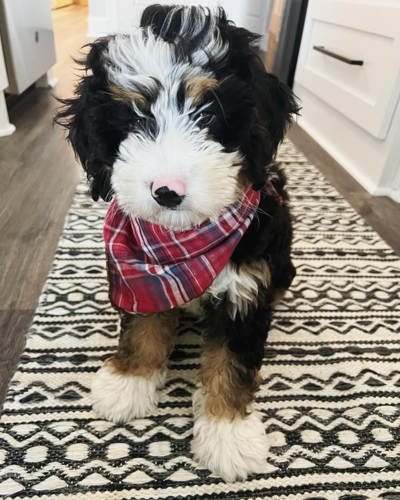 Playful Bernadoodle Poodle Mix Pup