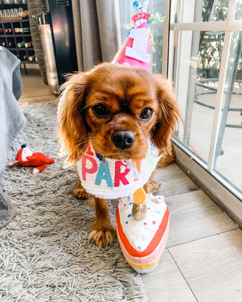 Cavalier King Charles Spaniel Being Cute