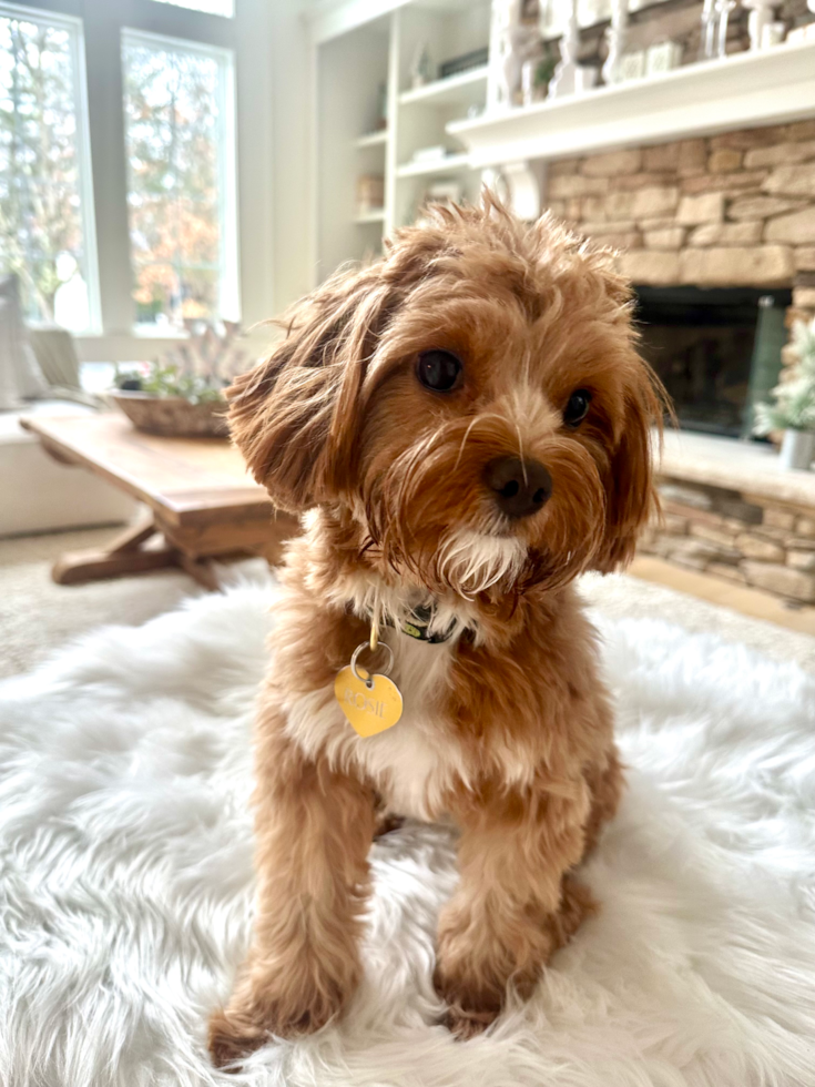 Playful Cavapoodle Poodle Mix Pup