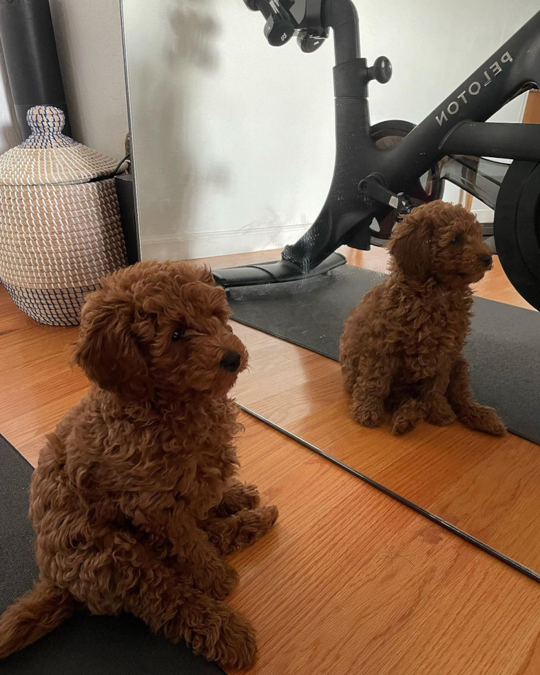 Little Cavoodle Poodle Mix Pup