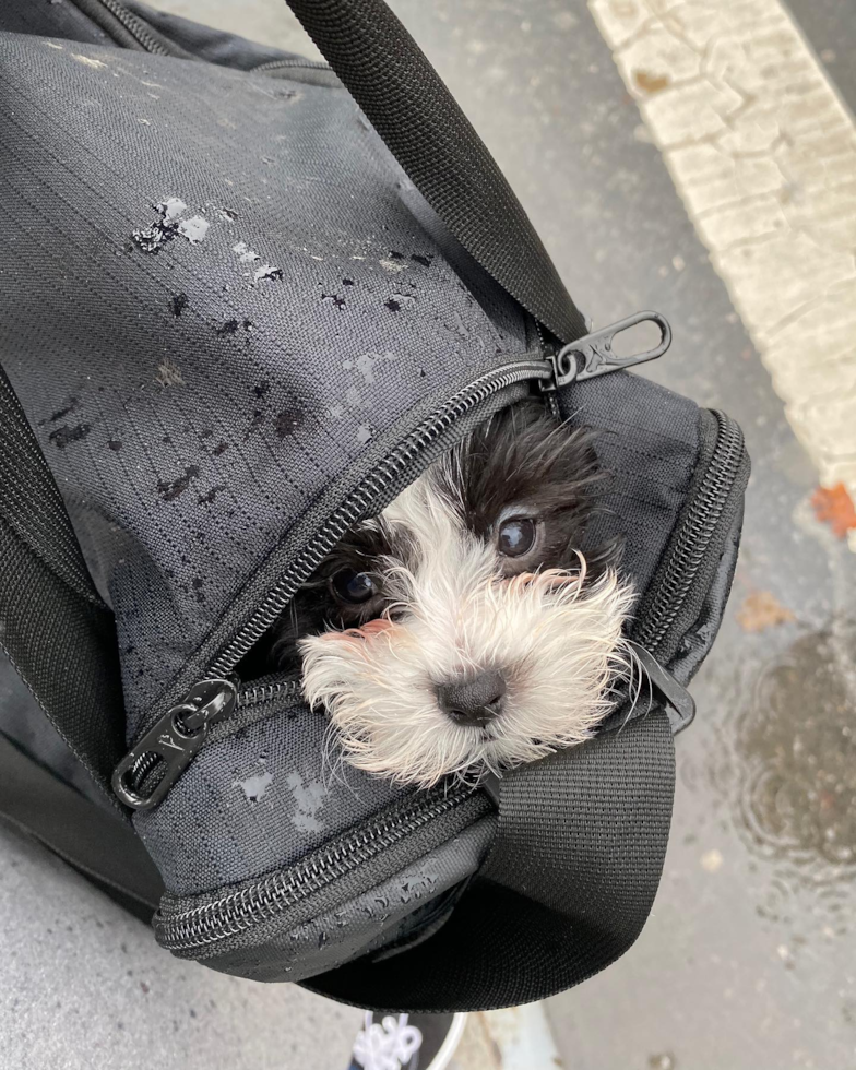 Smart Havanese Purebred Pup