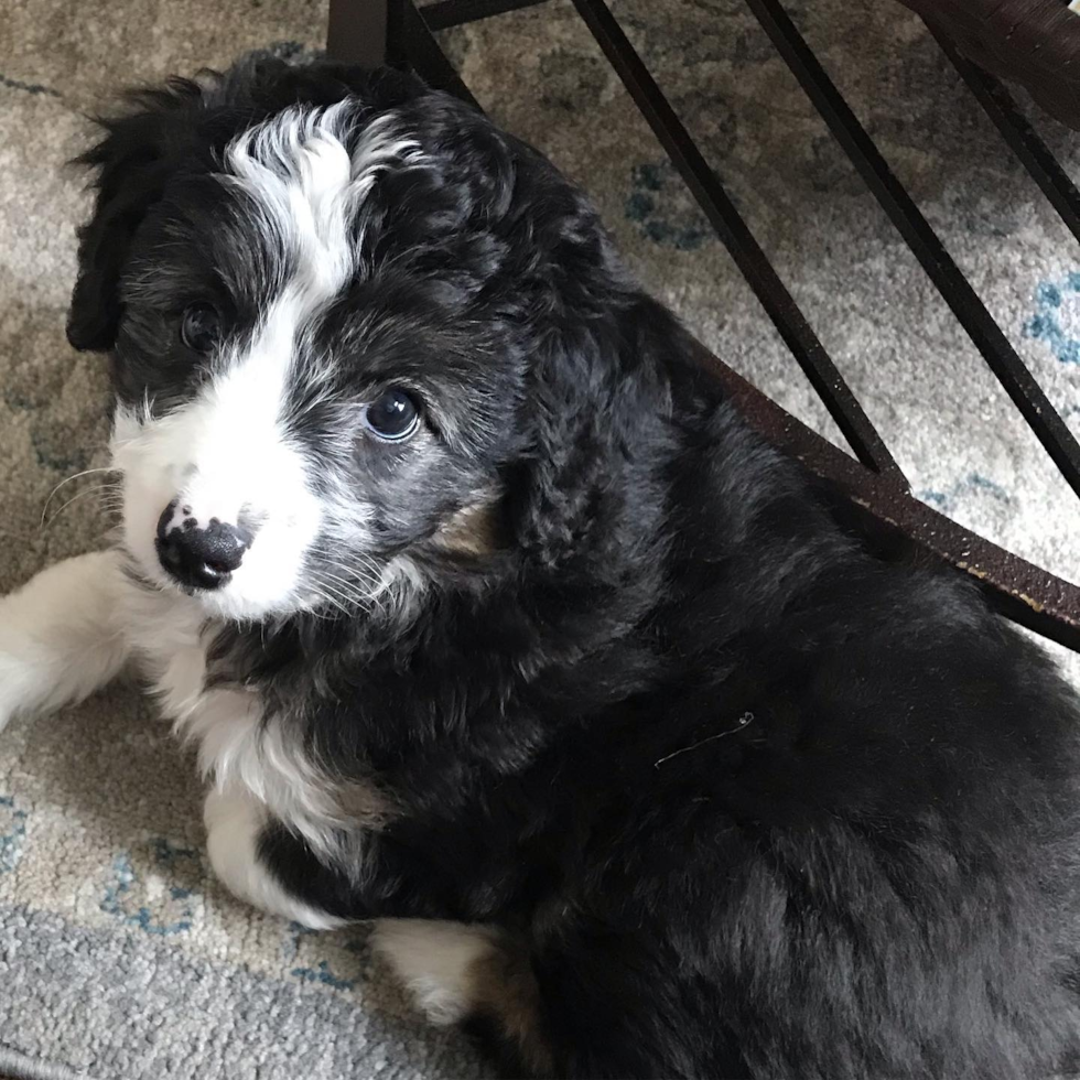 Energetic Aussiepoo Poodle Mix Pup