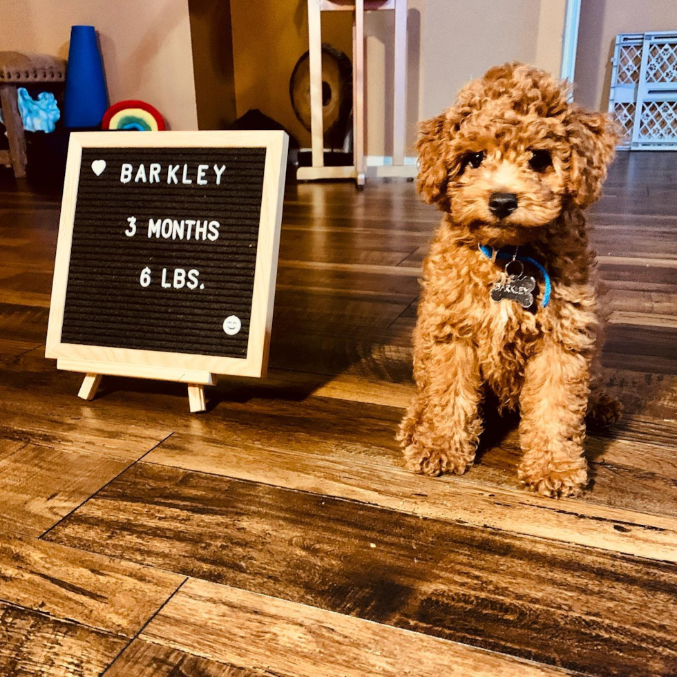 Houston Cockapoo Pup