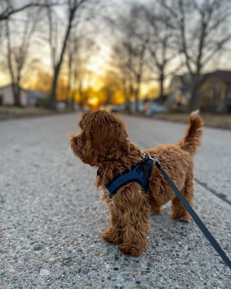 Hazel Park Cavapoo Pup