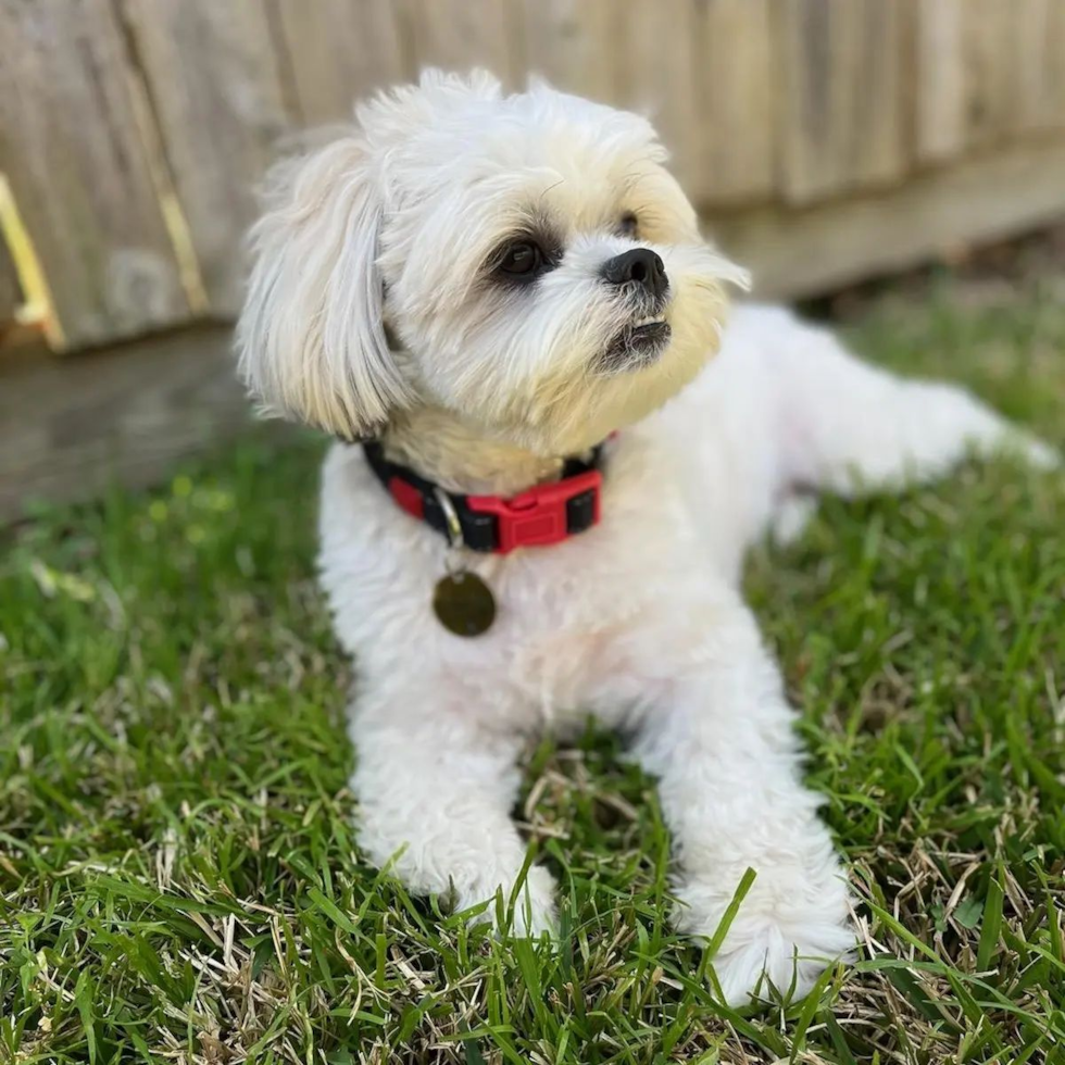 Cute Teddy Bear Pup