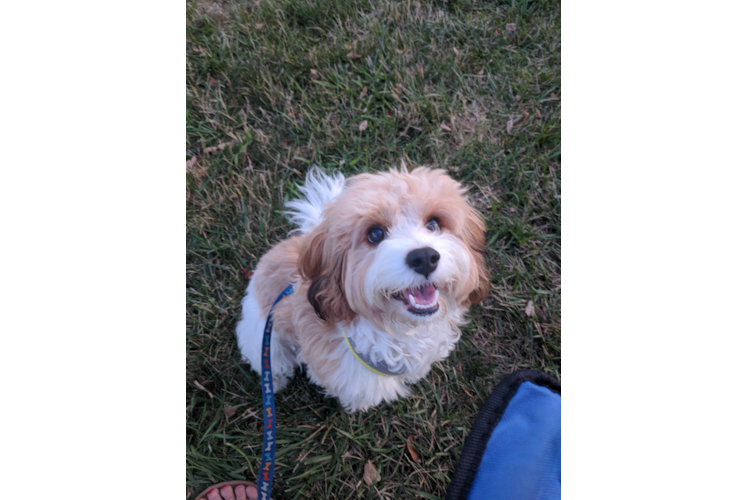 Happy Cavachon Baby