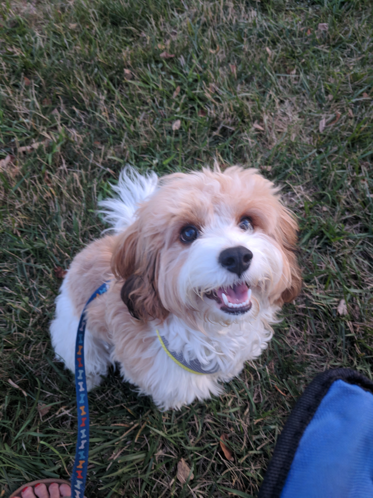 Playful Cavalier Designer Pup