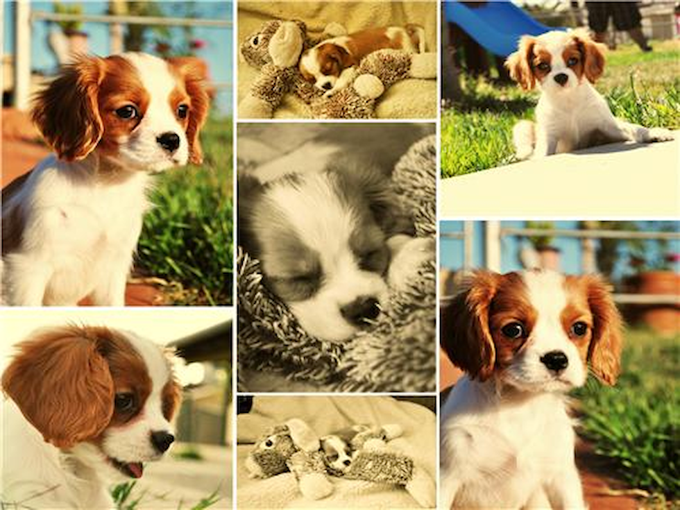 Cavalier King Charles Spaniel Being Cute