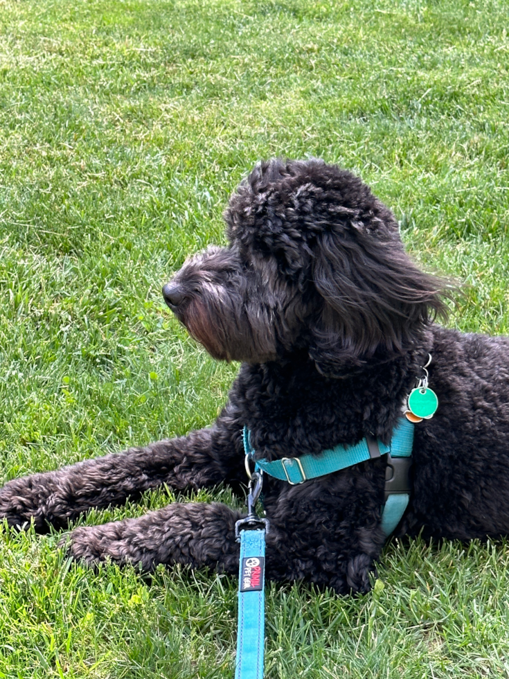 Sweet Mini Bernedoodle Pup in