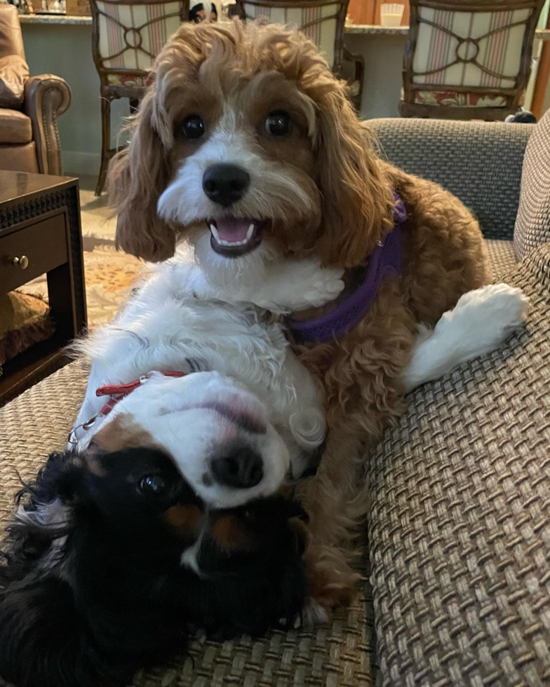 Cavapoo Being Cute