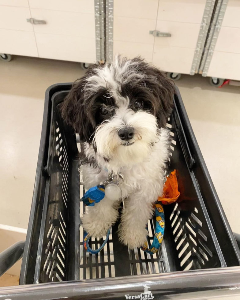 New York Havanese Pup