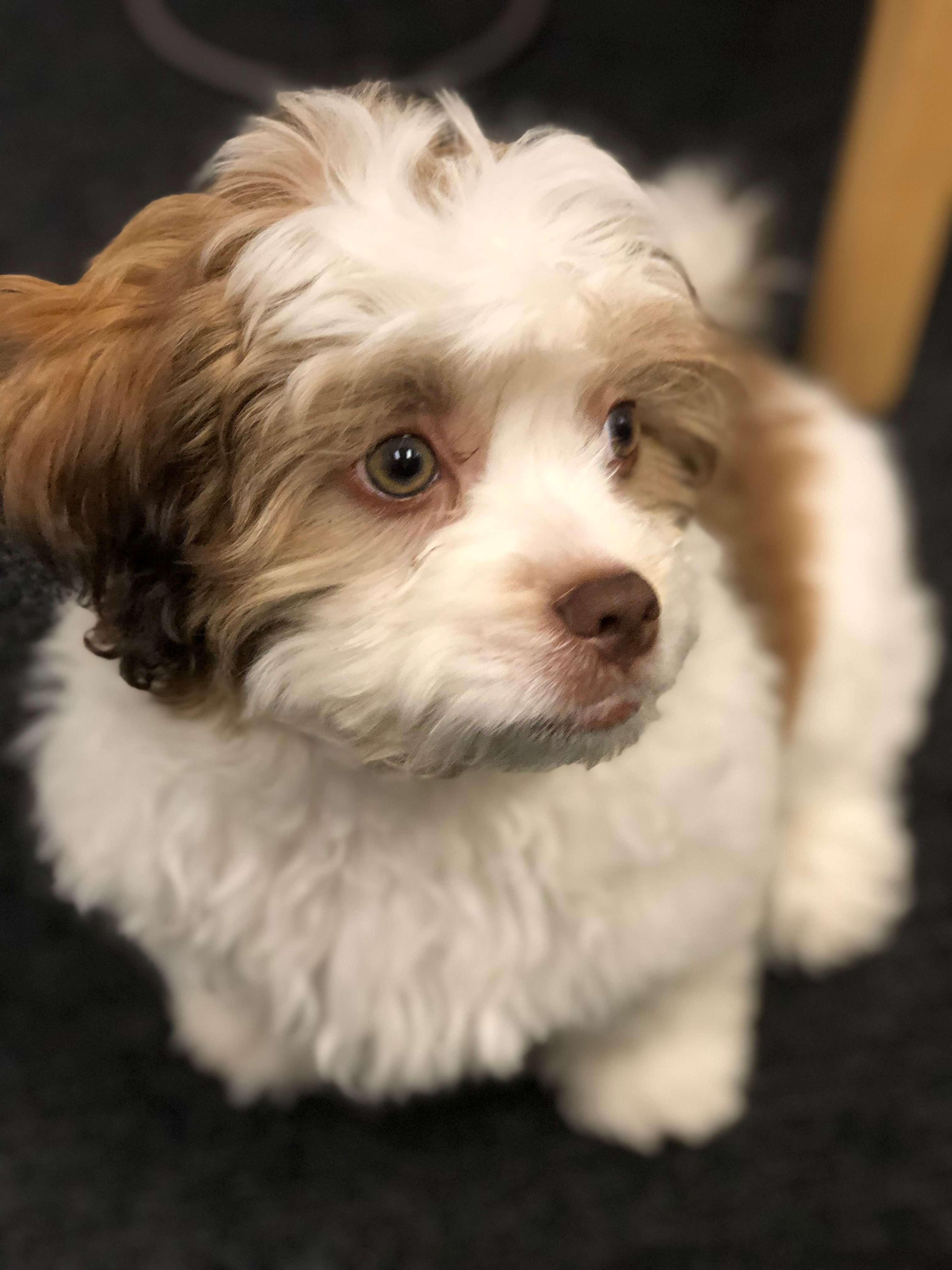 Teddy Bear Puppy for Adoption