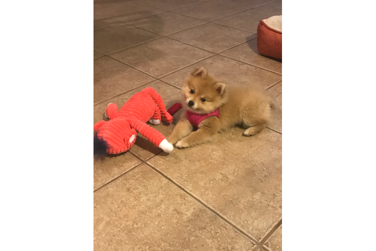 Pomeranian Puppy for Adoption