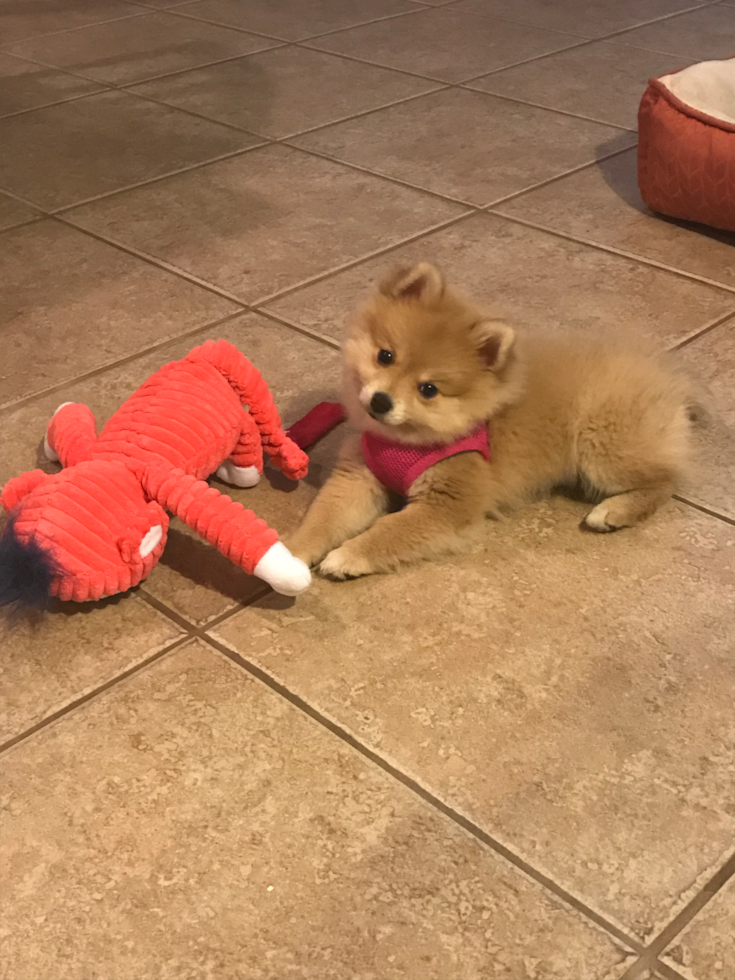 Petite Pomeranian Pup in DAYTONA BEACH FL