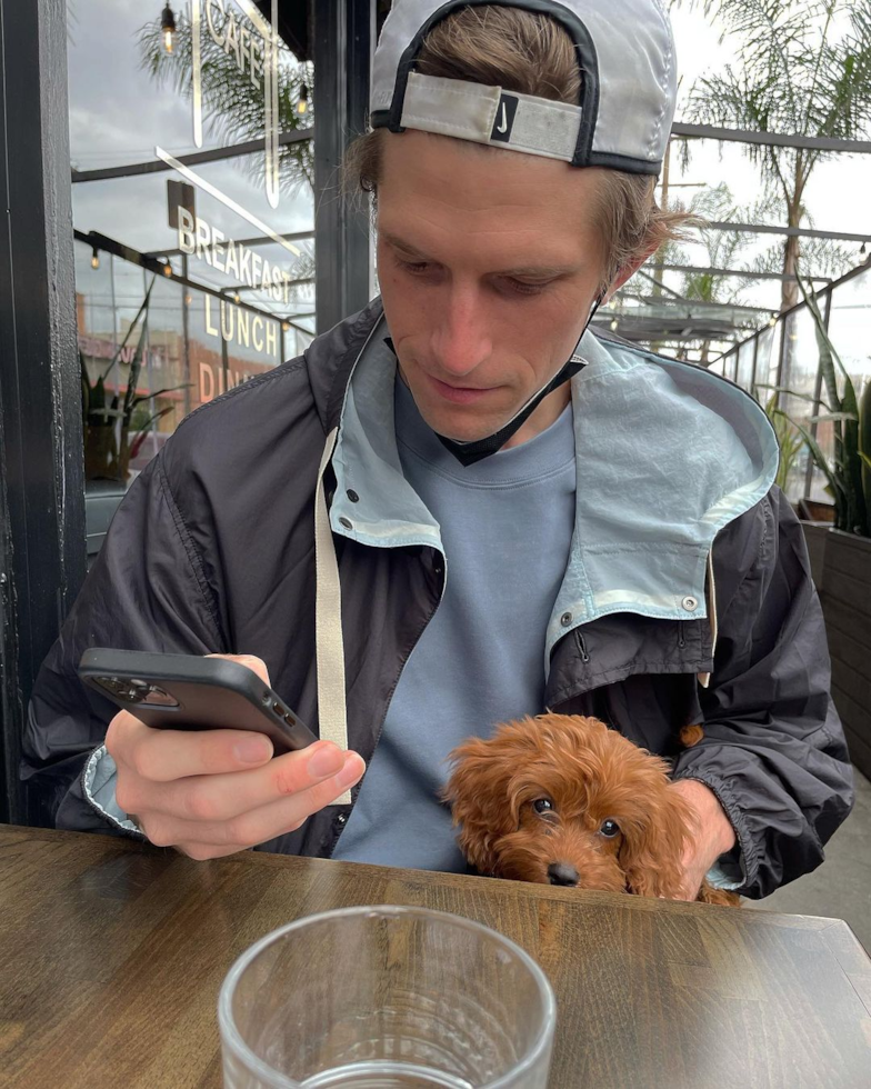 Cute Cavapoo Pup in Pleasant Ridge MI