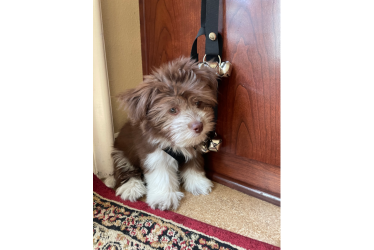 Energetic Havanese Purebred Puppy