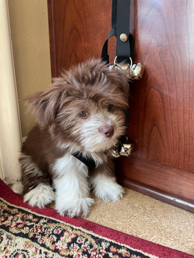 Trabuco Canyon Havanese Pup