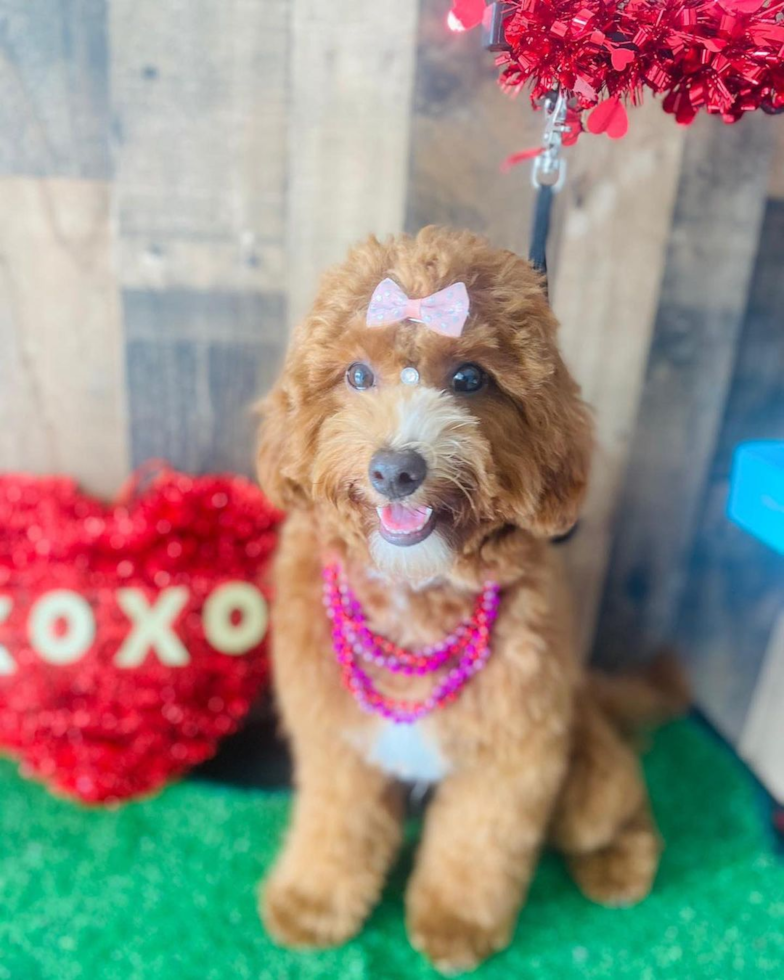 Sweet Cavapoo Pup