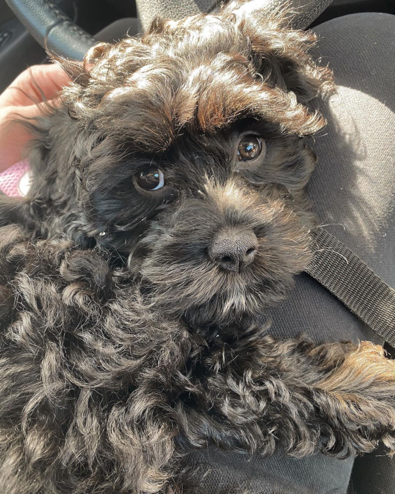 Sweet Cavapoo Pup