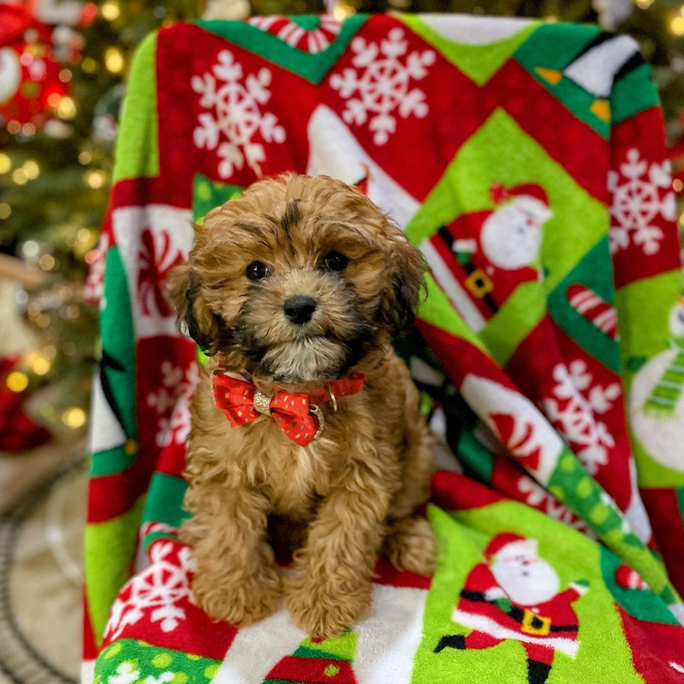 Sweet Cavapoo Pup