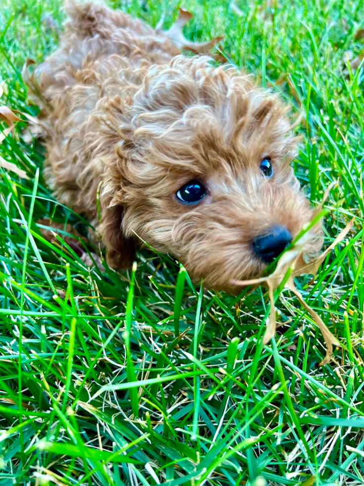 Fluffy Cavapoo Poodle Mix Pup