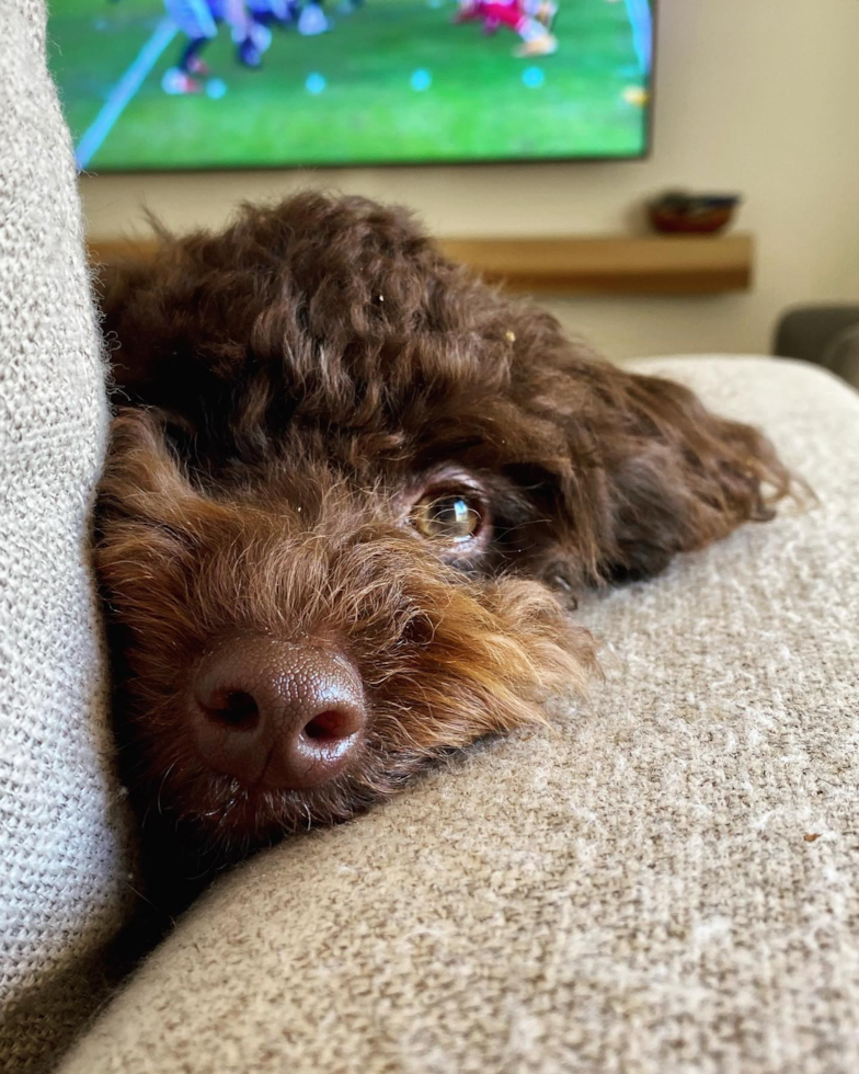 Orlando Mini Labradoodle Pup