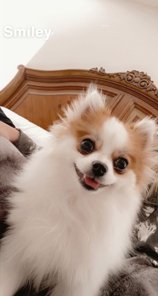 Friendly Pomeranian Pup