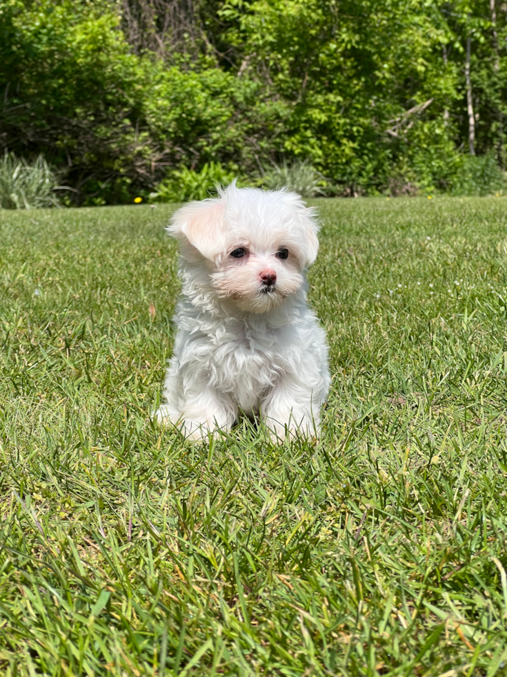 Maltese Being Cute